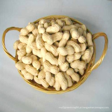 Chinês Novo Colheita Washed Peanut Inshell